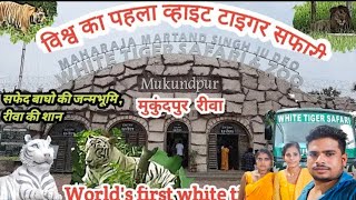 mukundpur rewa new rewa song viral animalsyoutubeshorts poace whitetger newupate new [upl. by Callery425]