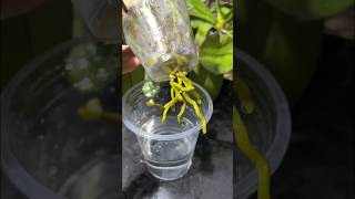 Good tips growing orchids without watering diy garden [upl. by Westney840]