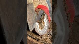 Great hoof trimming video extremely comfortable丨ASMR丨Donkey hoof cutting sound [upl. by Umont]