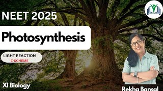 Chapter 11 Photosynthesis Light Reaction in one shot Z Scheme [upl. by Elberfeld]