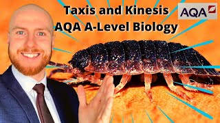 Taxis and Kinesis AQA ALevel Biology [upl. by Aggarwal88]