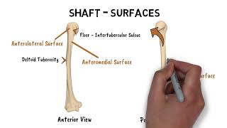 FEATURES OF HUMERUS [upl. by Eecak141]