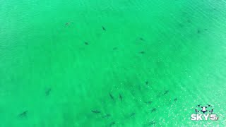 1520 sharks spotted at Pensacola Beach [upl. by Nathanial]