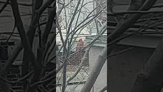 CARDINAL ROUGE nature birdsoiseaux wildlife rouge [upl. by Abih465]