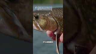 Are Brook Trout the most beautiful fish  ‘Castaways Canadian Wilderness’ on FishingTV [upl. by Zavras]