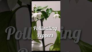 Pollinating Peppers Hydroponics Essentials [upl. by Morna2]