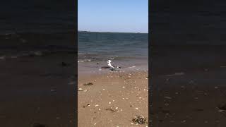 Pondering the meaning of life… seagulls beachvibes [upl. by Stevy179]