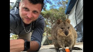 Australia Quokka island Rottnest island Квока [upl. by Alejandro]