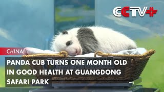 Panda Cub Turns One Month Old in Good Health at Guangdong Safari Park [upl. by Eniledgam]