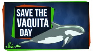 We Probably Cant Save the Vaquita—But We Can Learn From Them [upl. by Mirelle]