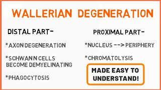 Wallerian Degeneration  Peripheral Neuropathy  Seddons Classification  Nerve Muscle Physiology [upl. by Nathanial666]