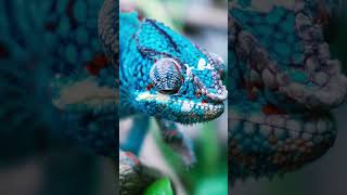 🦎 Chameleon Wonders Unraveling the ColorChanging Mysteries [upl. by Ringe]