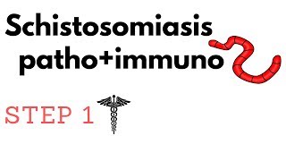 Schistosomiasis Katayama PathoImmuno amp Pharm Granulomas Fibrosis amp Transitional Cell Carcinoma [upl. by Kirschner879]