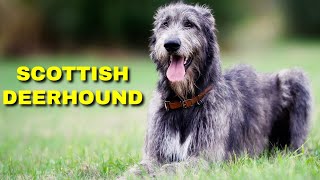 Scottish Deerhound Pros And Cons  Breed Profile  Interesting Facts [upl. by Thatch]