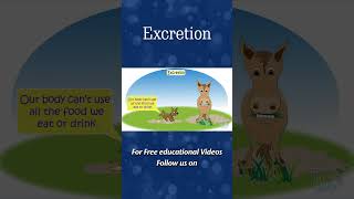 Excretion in Human  Excretory System in Humans  Excretion  Life Process  Science shorts [upl. by Nezah]