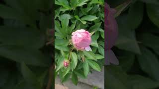 Knowing Whats Growing Peony flowers garden shorts [upl. by Savill]