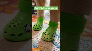 hes Crocin’ AND he’s rockin’ DogCrocs LTBCP FunnyDog crocsinc BarkBox [upl. by Maillil]