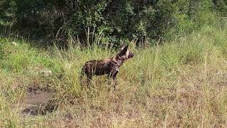 Wild Dogs Seek Water  Kruger National Park [upl. by Sharon]