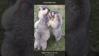 🦫 Cute Marmot 4 ShortsPetsandAnimals shorts [upl. by Ynnob]