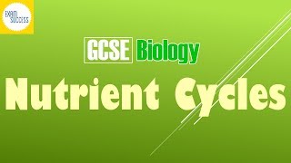 GCSE Biology  Nitrogen Water and Carbon Cycle B41 [upl. by Nibuz]