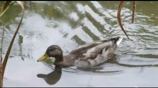 Ducks and Baby Duck at the Farm [upl. by Vi497]