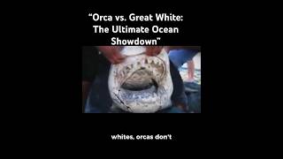 “Orca vs Great White The Ultimate Ocean Showdown” [upl. by Eornom]