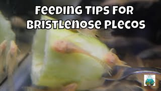 How to Feed Bristlenose Plecos [upl. by Leuqer]