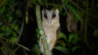 Sri lanka bay owl phodilus assimilis [upl. by Triny]