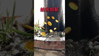 求漲工資啦老闆石頭心：尋找升職加薪的最佳時機  紅心生活 [upl. by Annohsat]