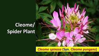 Cleome spinosa Cleome pungens Spider Plant Giant SpiderFlower [upl. by Rugen]