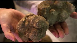 The finest italian truffle dealer a day during truffle season SUB ENG [upl. by Theo]