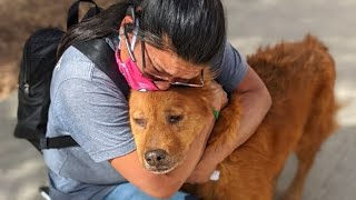 Animals Reunited With Owners After Years [upl. by Nnylorac]