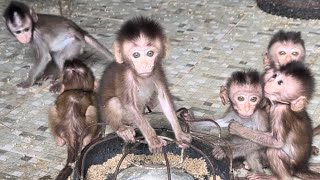 Many Cuties baby monkeys [upl. by Mussman115]