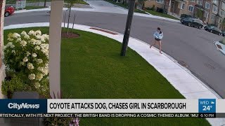 Coyote attacks dog chases girl in Scarborough [upl. by Aicia]