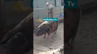 Pigs in the Piggery piglets pigs asmr ytshorts viralshorts [upl. by Nesnah585]