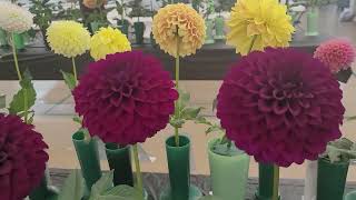 MDC 2024 Dahlia Show Section 4 [upl. by Fielding]