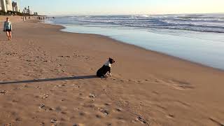 Surfers Paradise 6 April 2015  Dog On Beach [upl. by Woodall]