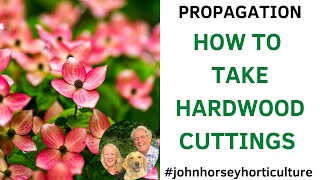 HOW TO TAKE HARDWOOD CUTTINGS FROM DOGWOOD CORNUS ALBA CUTTINGS [upl. by Hands]