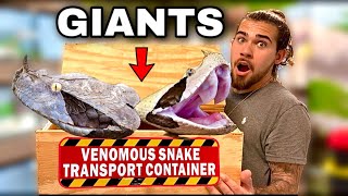 GABOON VIPER UNBOXING Straight Outta Africa [upl. by Moira]