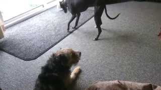 Border Terrier vs Whippet dog fight [upl. by Yumuk215]