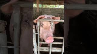 Mother pig farming pig farm piggy animals [upl. by Hazelton]