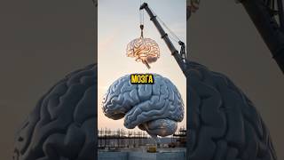 Самые модные добавки для вашего мозга🧠 [upl. by Ahseikan]