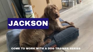 Jackson Hungarian Vizsla X German Wirehaired Pointer  Come To Work With A Dog Trainer [upl. by Sarad]