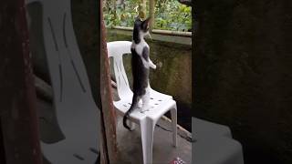 Funny cat behavior when hearing other sounds happy funny funnycat love pets [upl. by Aney]