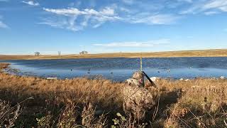 Bufflehead  Dead [upl. by Quince]