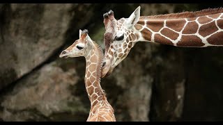 El nacimiento de una jirafa sorprende a turistas en Disney World [upl. by Angid727]