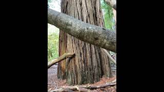 Redwoods pt 2 Tall Trees Grove Incredible Wish it was legal to see Hyperion Then redwood highway [upl. by Ahsakat]