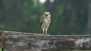 Burrowing Owl screech call [upl. by Bartlet]