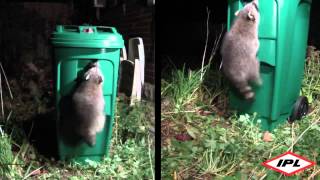 Raccoonresistant green bin coming to Peel Region [upl. by Tonina165]