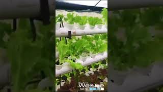 HYDROPONICS Lettuce Farming in the Philippines Tips sa Pagtatanim ng LettuceDIY GreenHouse [upl. by Anilad]